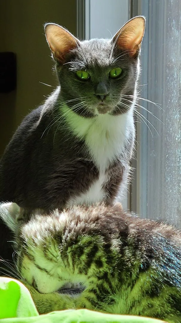 Korpiklaani  Athens  thumbnail 3