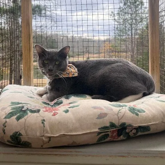 Korpiklaani  Athens  thumbnail 5