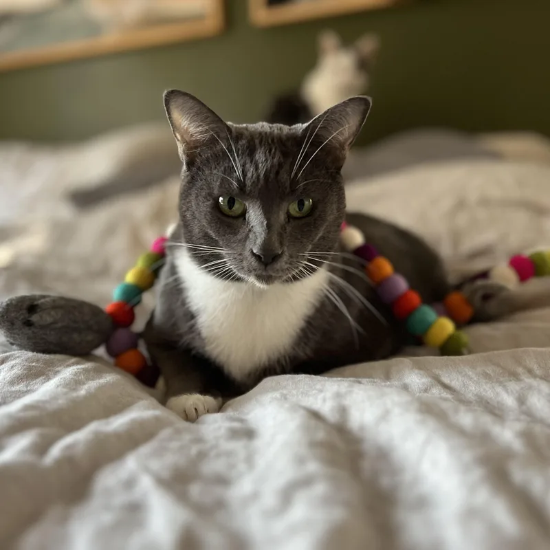 Korpiklaani  Athens  thumbnail 7