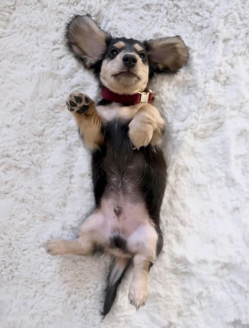 A young small-sized male Dachshund dog named Pia for adoption in Houston, TX