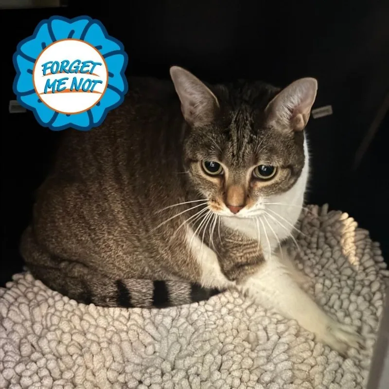 A senior extra large-sized female Brown / Chocolate Domestic Short Hair cat named Cookie Dough for adoption in Baltimore, MD