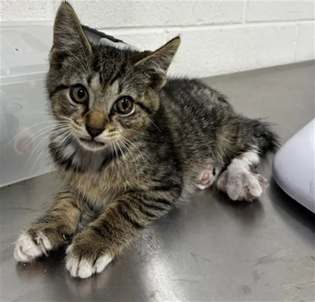 A baby small-sized male Domestic Short Hair cat named Augustine for adoption in Upper Marlboro, MD