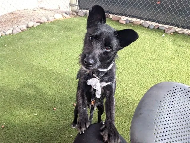 A young small-sized male Schnauzer dog named Momo for adoption in Phoenix, AZ