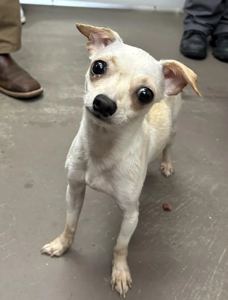 A young small-sized female White / Cream Chihuahua dog named Michelle for adoption in Plymouth, MN