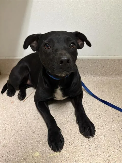 A young medium-sized female Pit Bull Terrier dog named Freeze for adoption in Bakersfield, CA