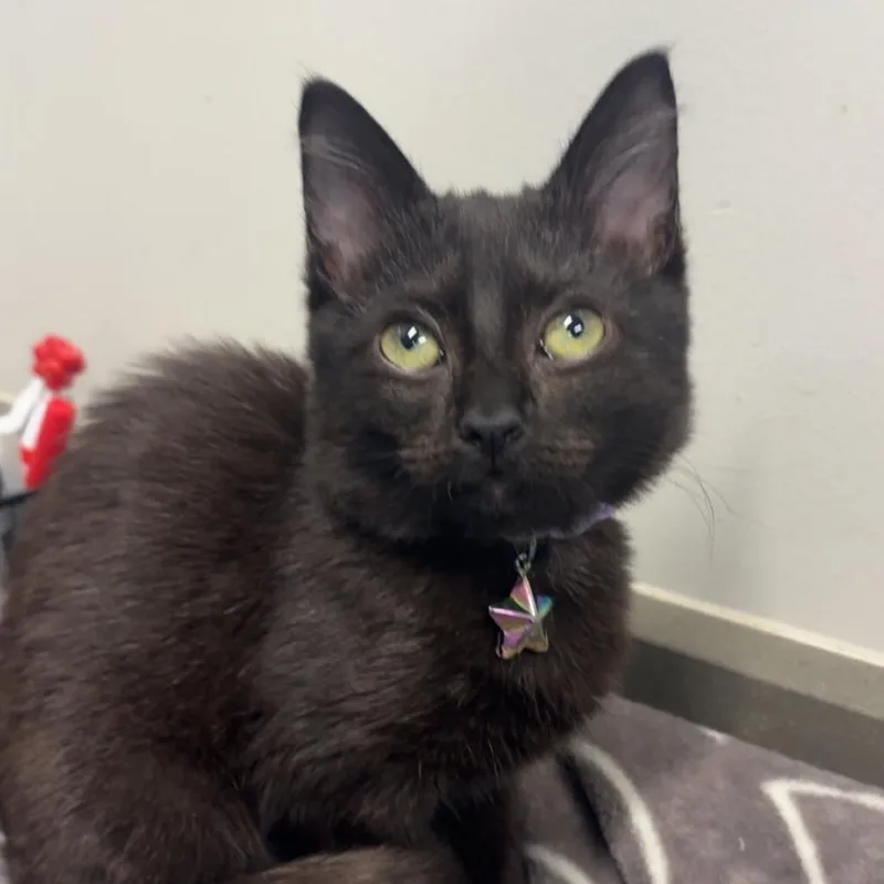 A baby small-sized female Black Domestic Short Hair cat named Bat for adoption in Spring Hill, KS