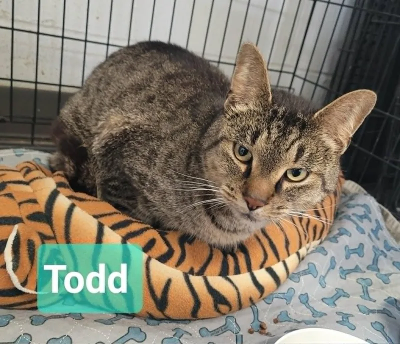 A young medium-sized male Domestic Short Hair cat named Todd for adoption in Richmond, IN