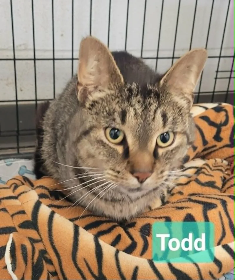 Todd thumbnail 2