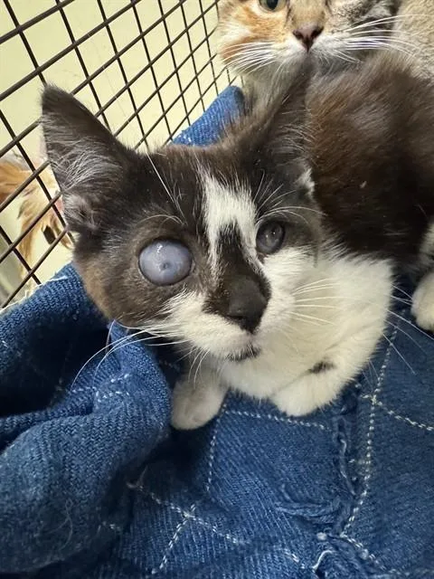 Nova