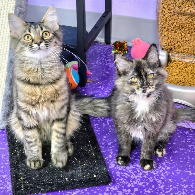 A baby medium-sized male Tabby (Brown / Chocolate) Tabby cat named Blake for adoption in Greensburg, PA