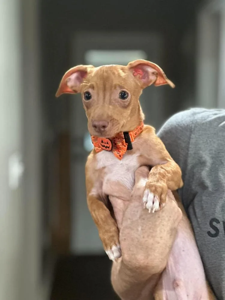 A baby small-sized male Mixed Breed dog named Brick for adoption in Groveland, MA