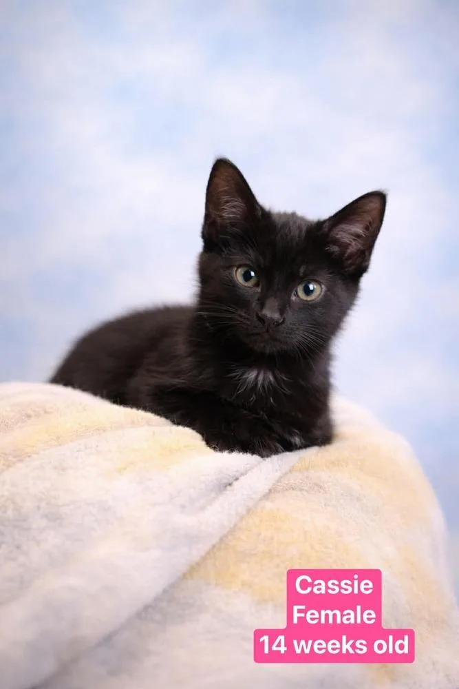 A baby small-sized female Black Domestic Short Hair cat named Cassie for adoption in Manteca, CA