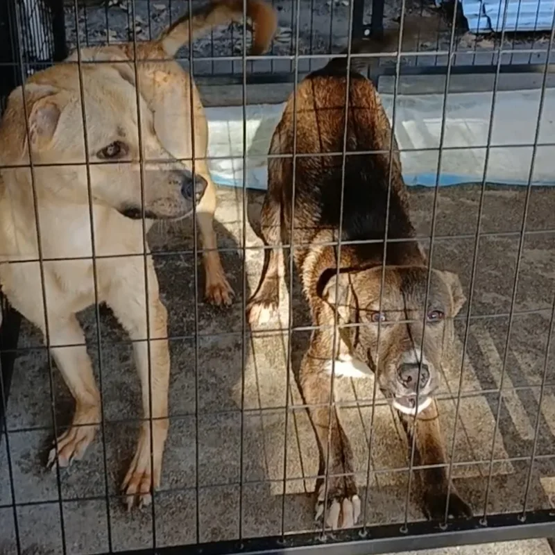 A young medium-sized male Mixed Breed dog named Bingo for adoption in Bellflower, CA