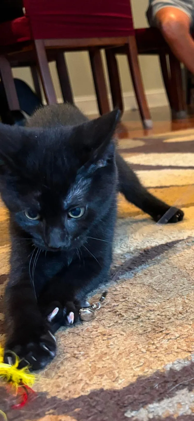 A young medium-sized male Black Domestic Short Hair cat named Hades for adoption in Sicklerville , NJ
