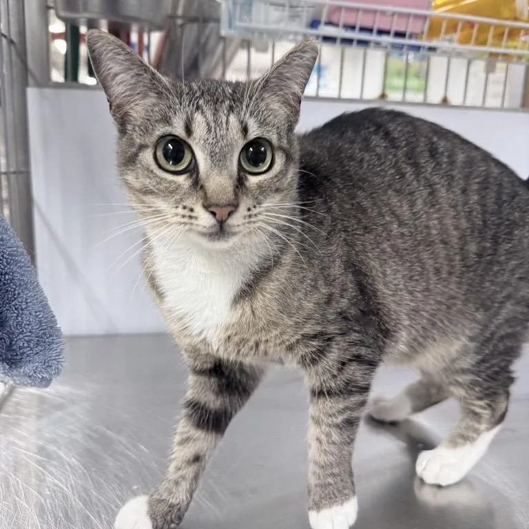 A young medium-sized female Brown / Chocolate Domestic Short Hair cat named Sugar Glider for adoption in New York, NY