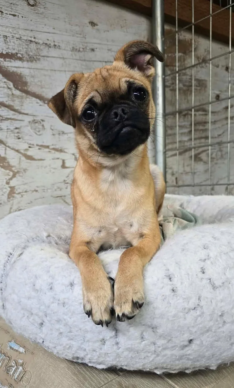 A young small-sized female Pug dog named Energy for adoption in Othello, WA
