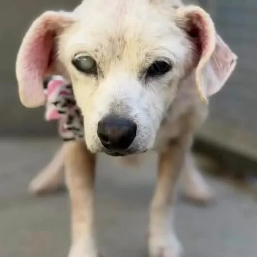 A senior small-sized female Chihuahua dog named Coco Ambrosia for adoption in Ramona, CA