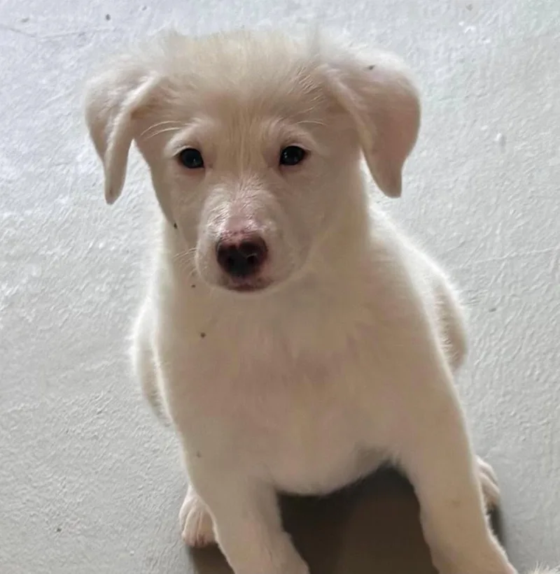 Khaleesi