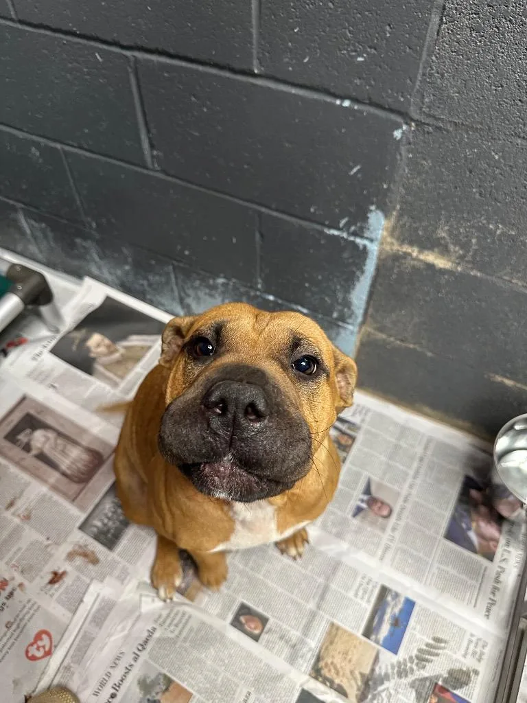 A young large-sized female Shar-Pei dog named Sharpay for adoption in Lavonia, GA