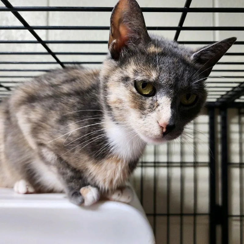 An adult medium-sized female Tortoiseshell Domestic Short Hair cat named Mina for adoption in Columbus, NC