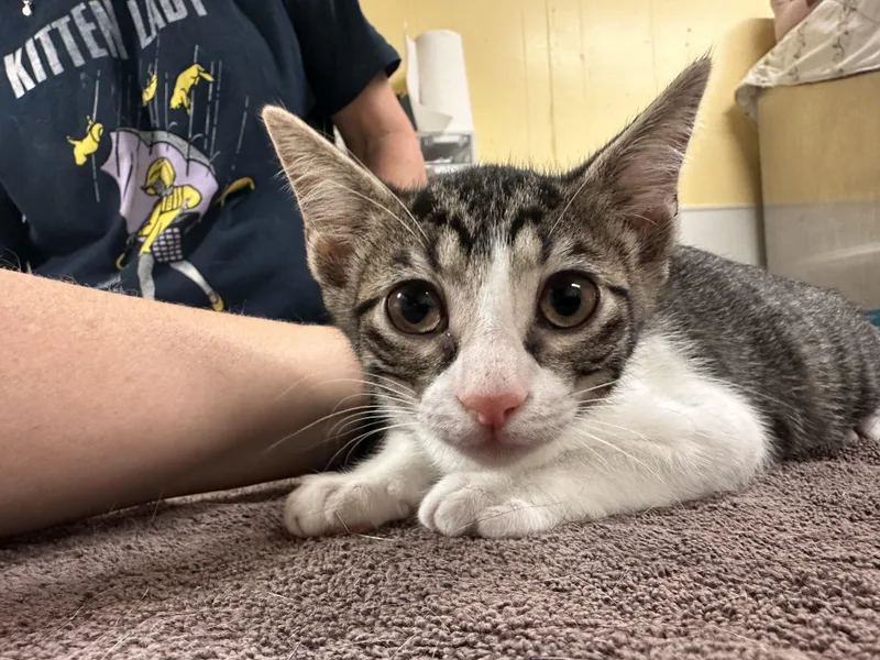 A young medium-sized female Tabby (Brown / Chocolate) Domestic Short Hair cat named Tortilla for adoption in Chattanooga, TN