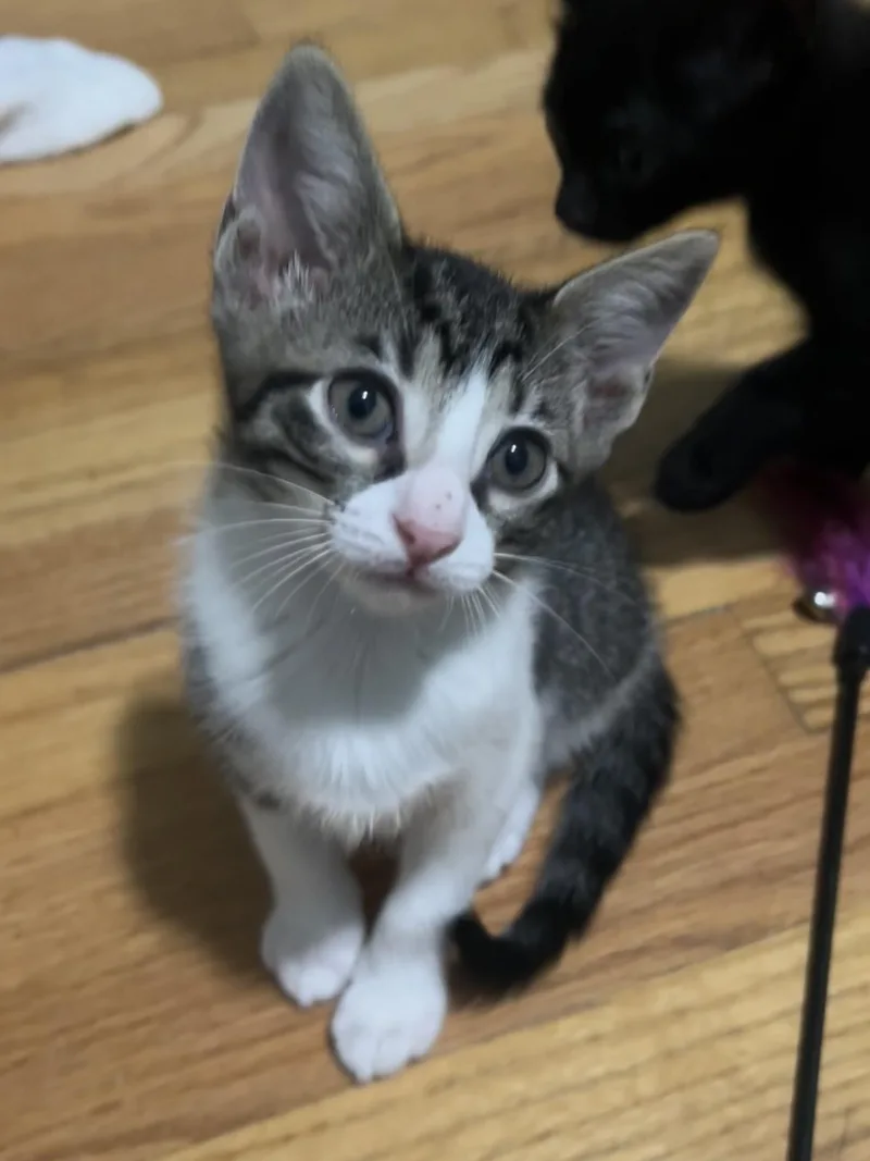 Tortilla thumbnail 2