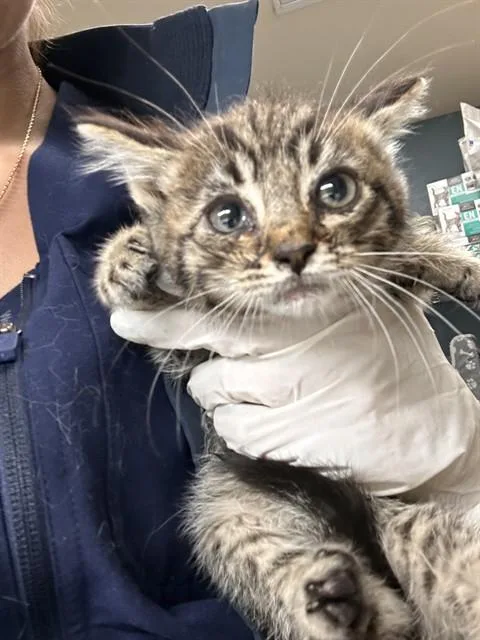 A baby small-sized male Domestic Short Hair cat named Mario for adoption in Riverside, CA