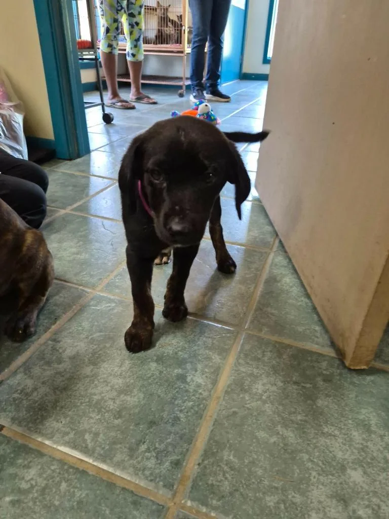 A baby small-sized female Labrador Retriever dog named Rosa for adoption in Center, TX