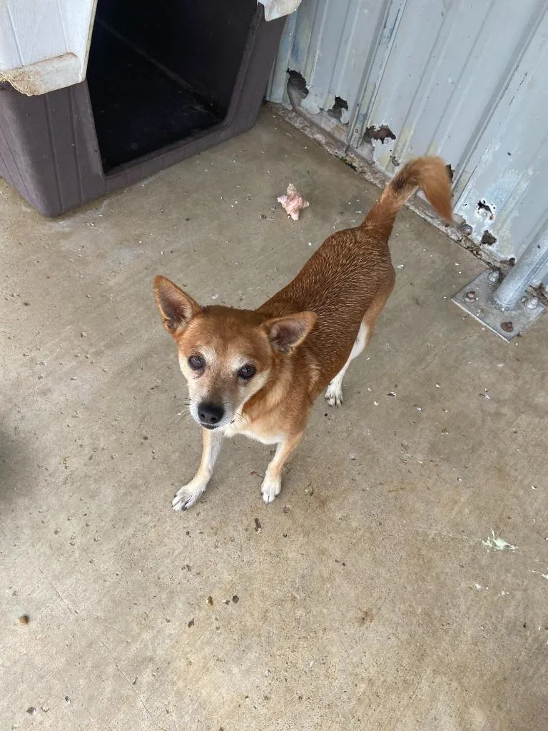 A senior small-sized male Chihuahua dog named Taco for adoption in Brownwood, TX