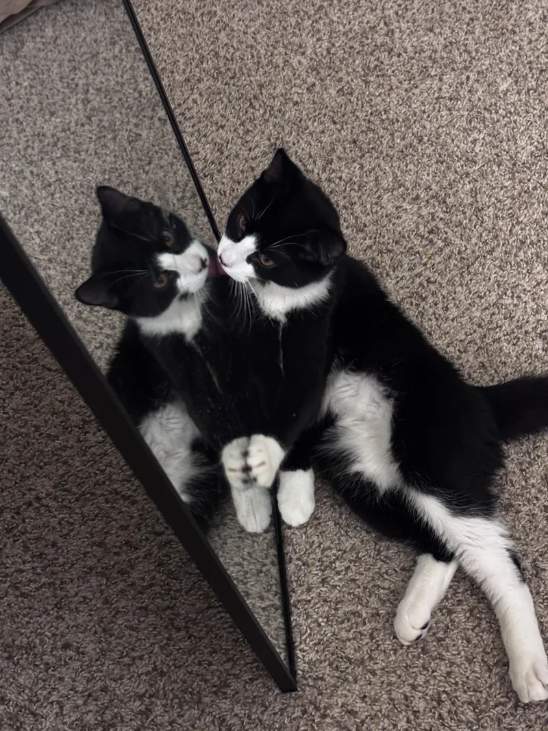A baby medium-sized male Black & White / Tuxedo Domestic Short Hair cat named Hennessy for adoption in Davis, CA