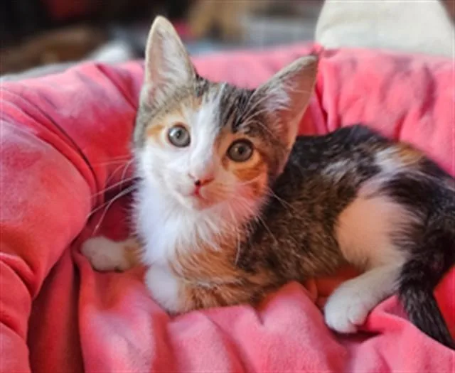 A baby small-sized female Domestic Short Hair cat named Muffin for adoption in Tustin, CA