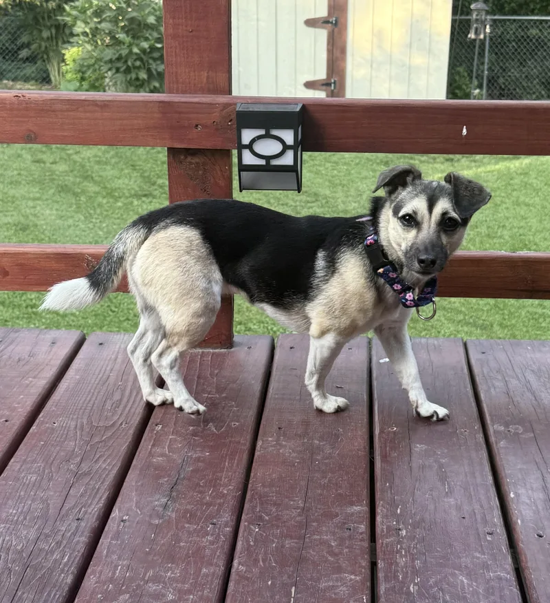 An adult small-sized female Brown / Chocolate Chihuahua dog named Piper for adoption in Clinton, PA