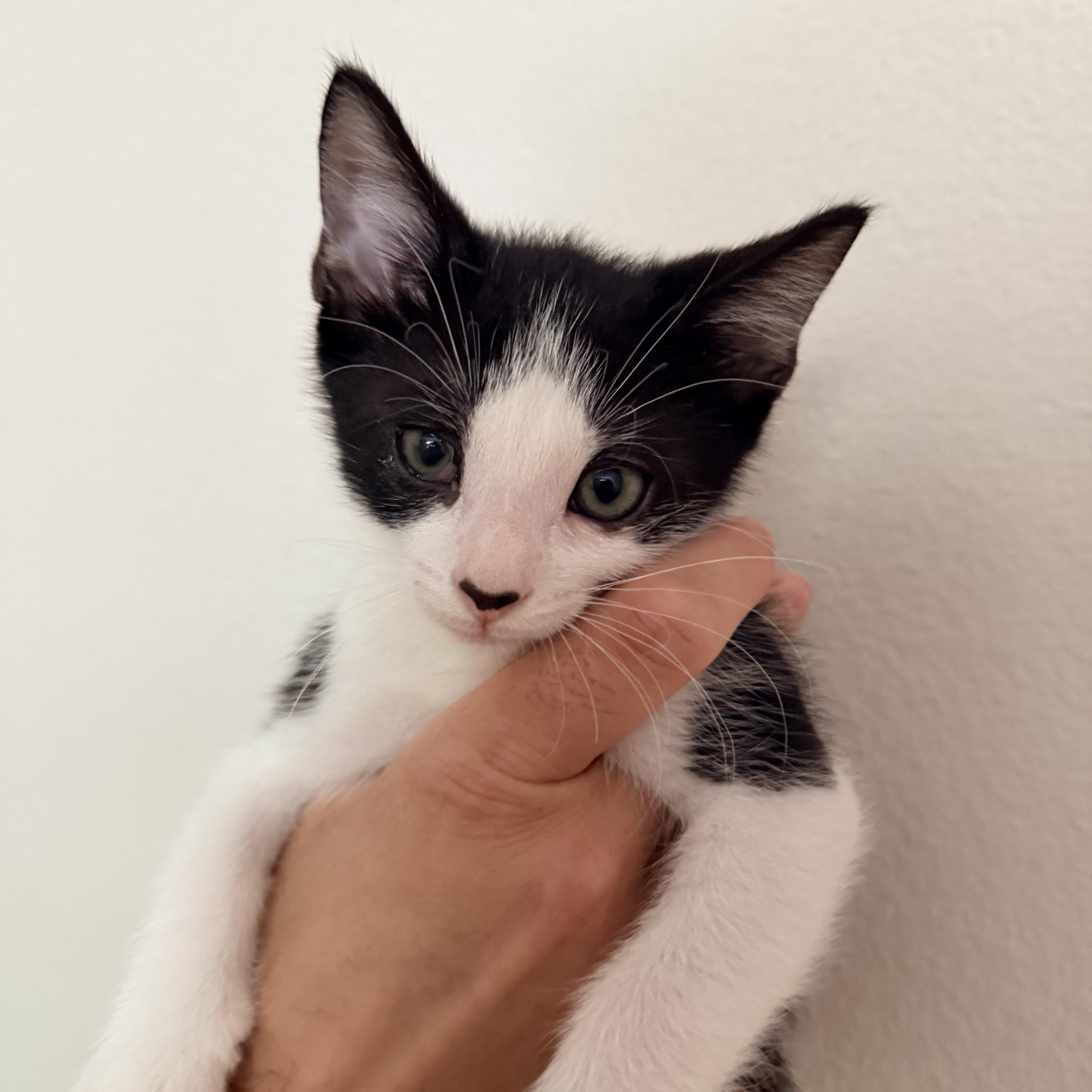 A baby medium-sized male Black & White / Tuxedo Domestic Short Hair cat named Rosanov for adoption in San Juan Capistrano, CA