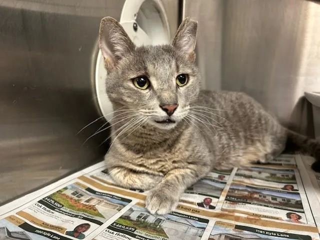 An adult small-sized male Domestic Short Hair cat named Harrison Ford for adoption in Ocala, FL