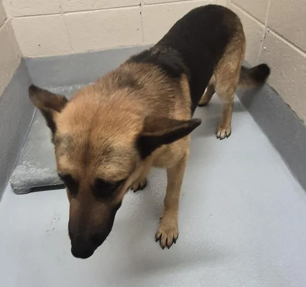 An adult large-sized male German Shepherd Dog dog named Pen for adoption in Lawrenceville, GA