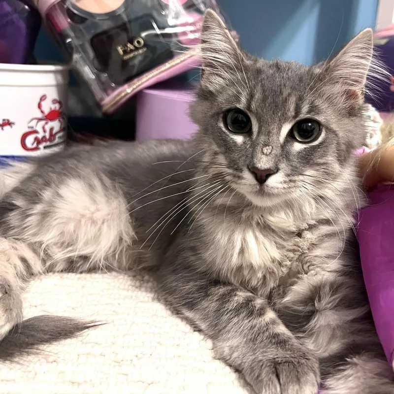 A baby small-sized male Domestic Medium Hair cat named Mongo for adoption in Brownsboro, AL
