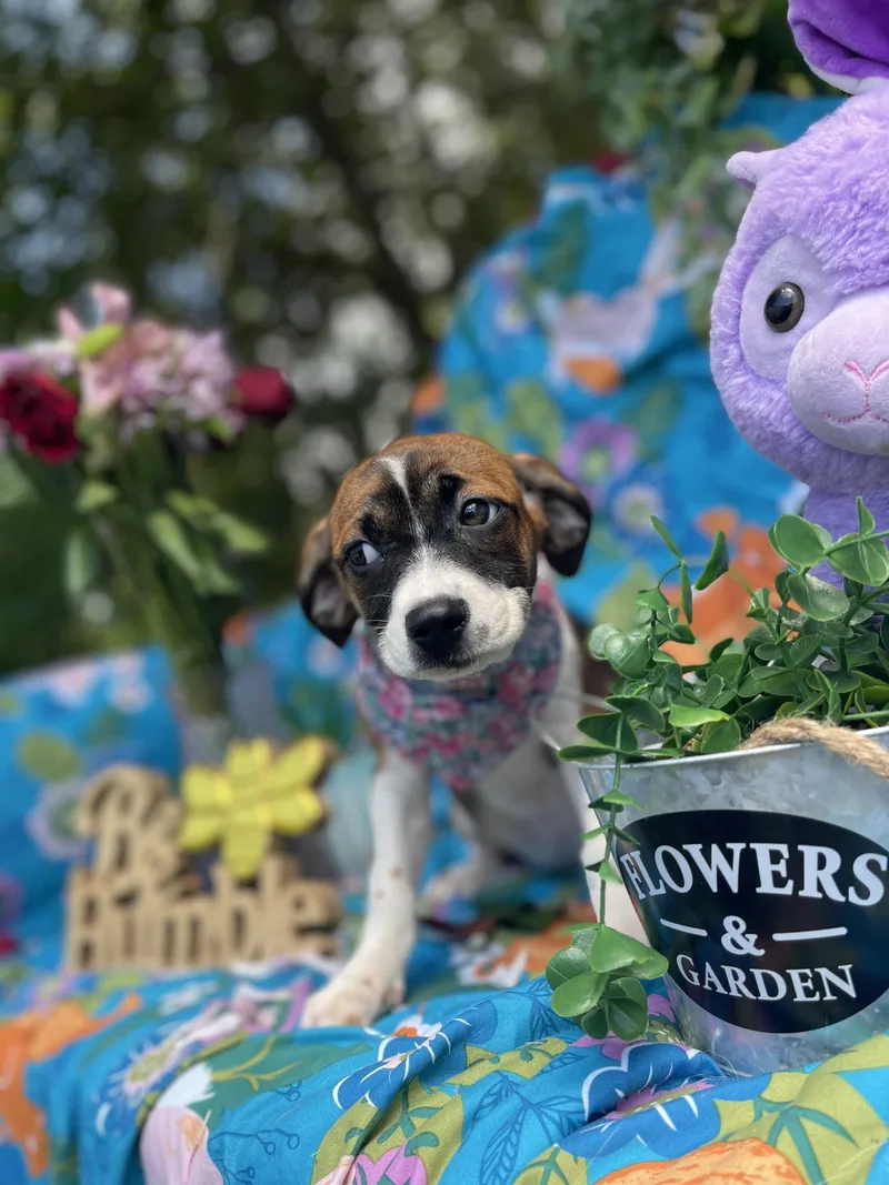 A baby medium-sized female Beagle dog named Quianna for adoption in Sebring, FL