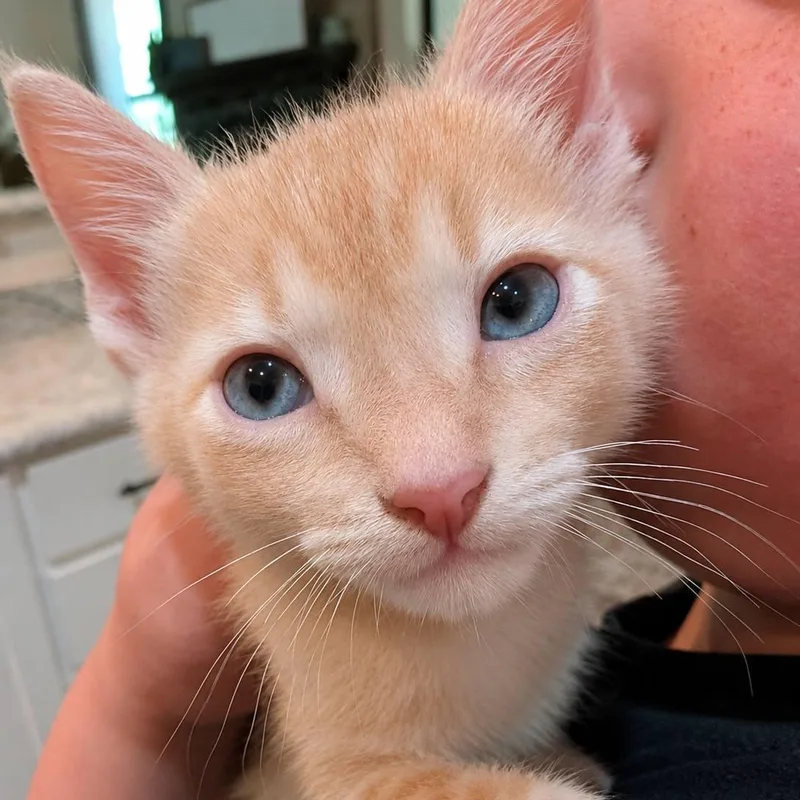 A baby small-sized male Tabby (Orange / Red) Domestic Short Hair cat named Jasper for adoption in Mabank, TX