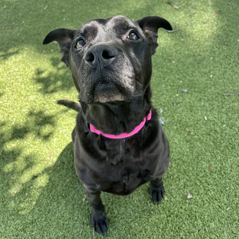 An adult large-sized female Labrador Retriever dog named Bridget for adoption in New Bedford, MA