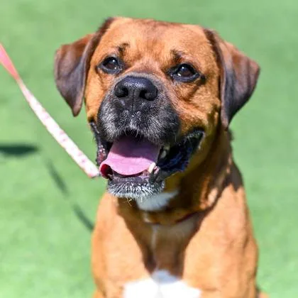 An adult large-sized male Mixed Breed dog named Mack for adoption in Westbrook, ME