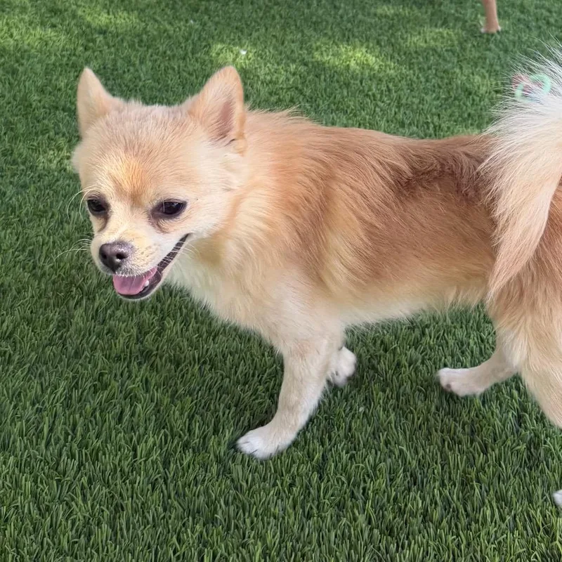 A young small-sized male Pomeranian dog named Tate Langdon for adoption in Las Vegas, NV