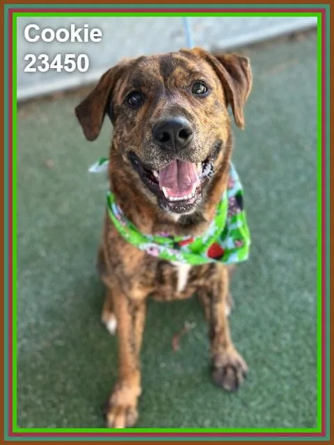 A young medium-sized female Brindle Plott Hound dog named Cookie for adoption in Marietta, GA