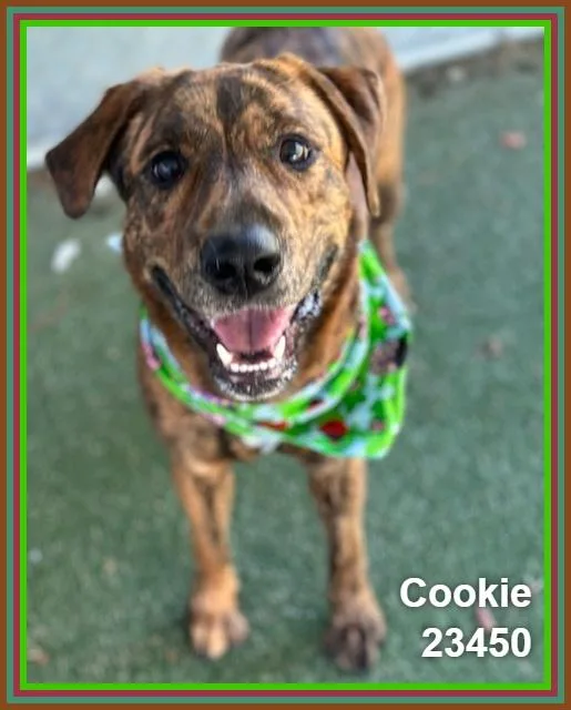 Cookie thumbnail 2