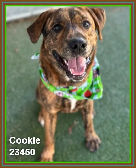 Cookie thumbnail 5
