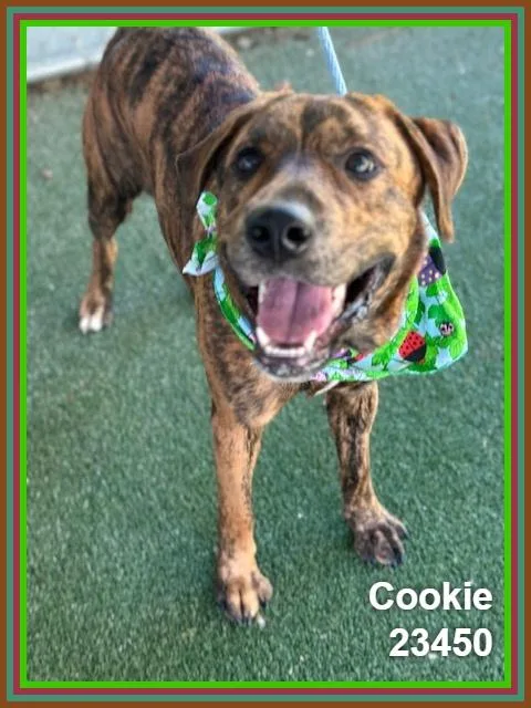 Cookie thumbnail 6
