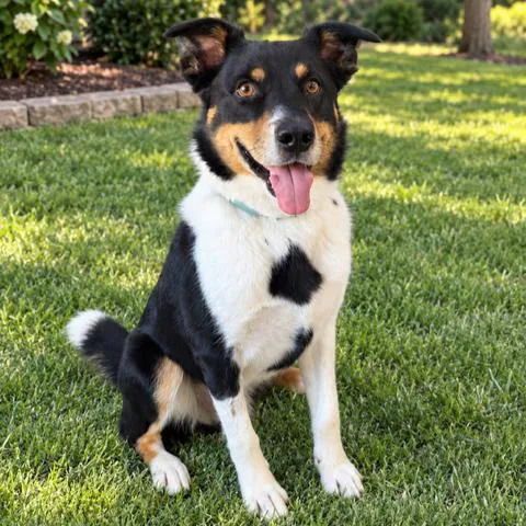 An adult medium-sized male Border Collie dog named Malarkey for adoption in Fargo, ND