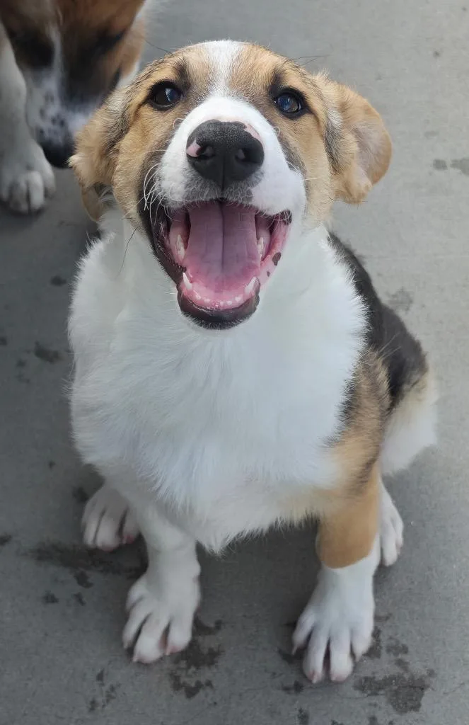 A baby medium-sized female Australian Cattle Dog / Blue Heeler dog named Jaroma for adoption in Fort Lupton, CO