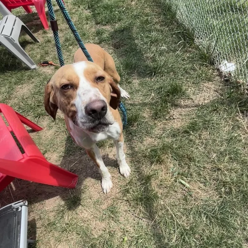 An adult large-sized male White / Cream Mixed Breed dog named Rocko for adoption in Fredericksburg, VA