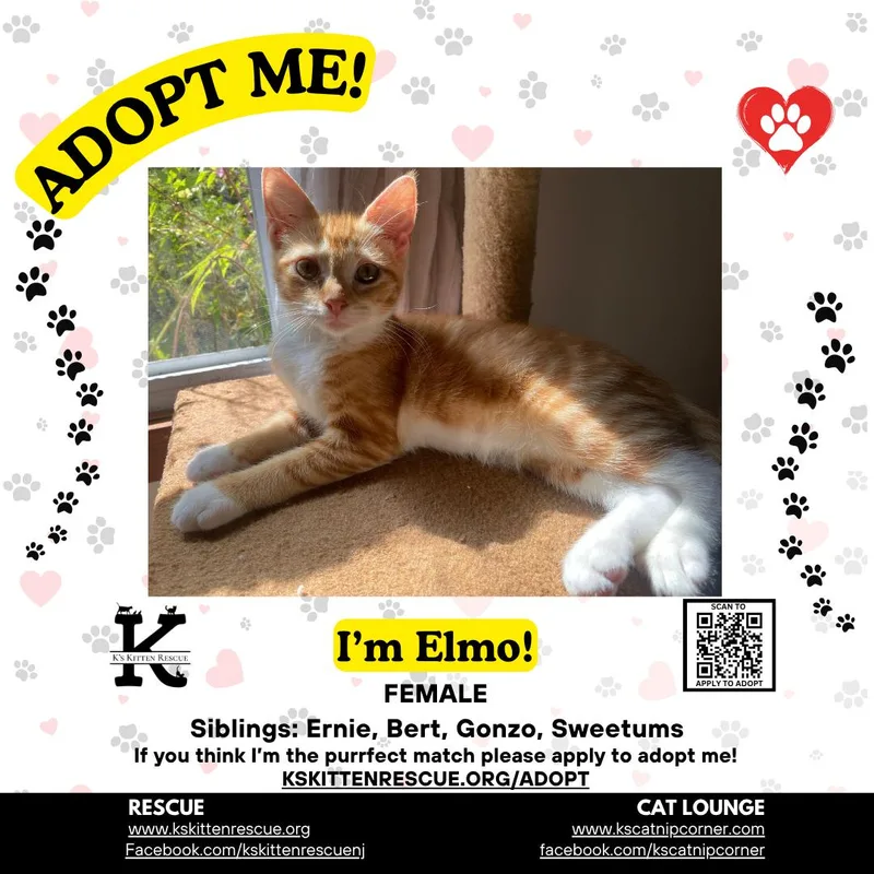A baby medium-sized female Domestic Short Hair cat named Elmo for adoption in Brick, NJ