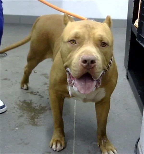An adult large-sized male Cane Corso dog named Boxer for adoption in Mesa, AZ
